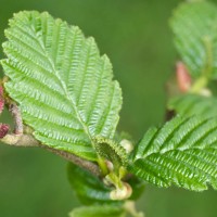 Red Alder